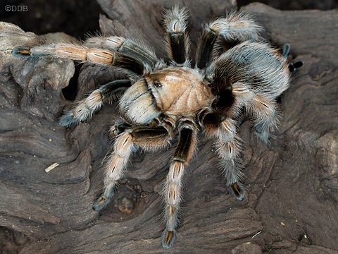 Aphonopelma chalcodes(Desert Blonde/Arizona Blond Tarantula)for sale 