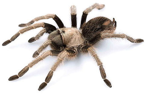 Aphonopelma eutylenum