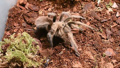 Aphonopelma gabeli (Chiricahuan Gray) for sale 