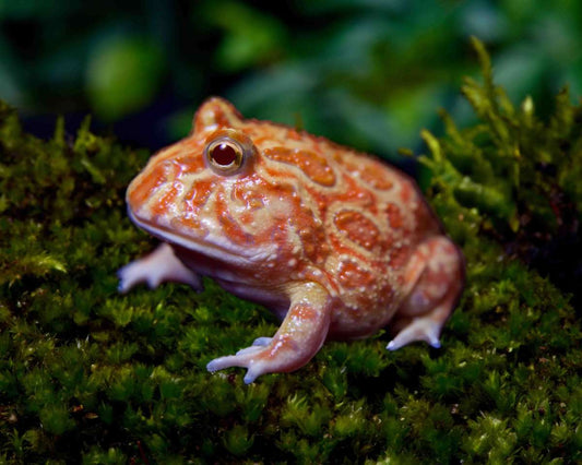 Apricot Pacman Frog (Ceratophrys cranwelli)for sale 