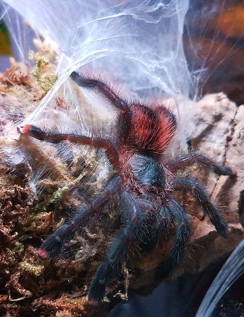 Avicularia avicularia(Guyana Pinktoe) for sale 