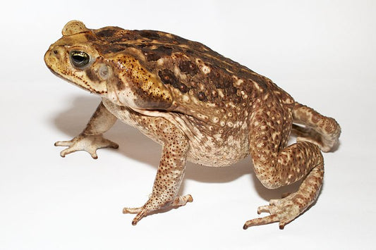 Cane Toad(Bufo marinus) for sale 