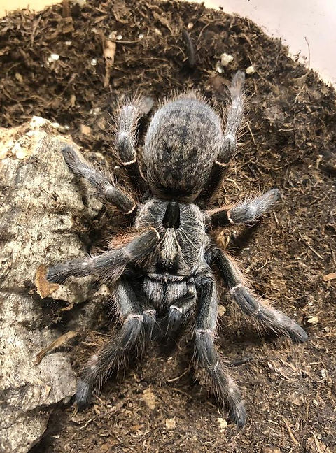 Ceratogyrus darlingi (Rear-Horned Baboon) for sale 