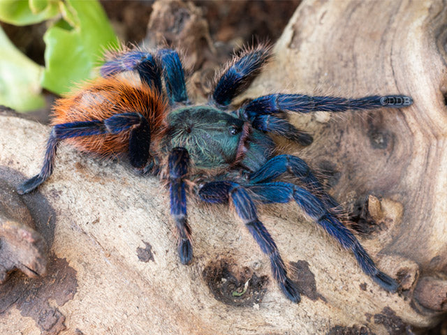 Chromatopelma cyaneopubescens(GBB)(Green bottle blue) for sale 
