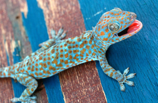 Tokay Gecko(Gekko gecko) - Robin Exotics 