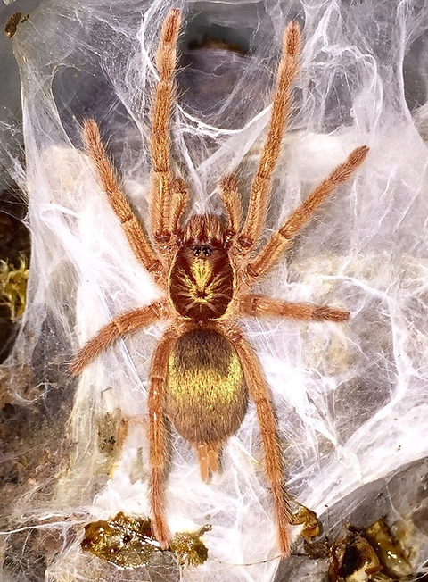 Neoholothele incei (Trinidad gold) for sale 