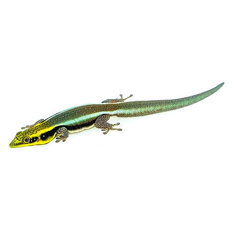 Neon day geckos (Phelsuma klemmeri)