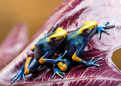 Dendrobates tinctorius "Tumucumaque - Peacock” - Robin Exotics 