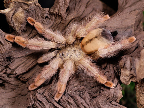 Psalmopoeus pulcher(Panama Blonde) for sale 