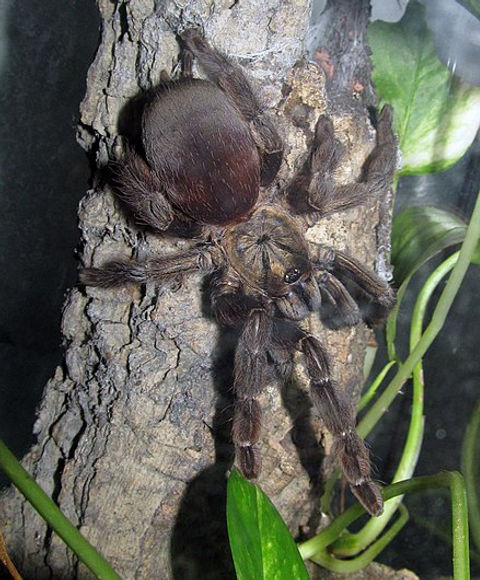 Psalmopoeus reduncus(Costa Rican orange mouth) for sale 