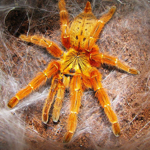 Pterinochilus murinus(Orange Baboon Tarantula)(OBT) for sale 