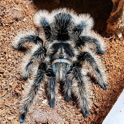 Tliltocatl albopilosus (Curly Hair Tarantula) for sale 