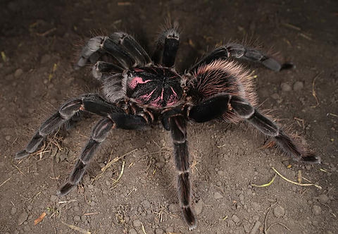 Xenesthis intermedia (Amazon Blue Bloom Tarantula) for sale