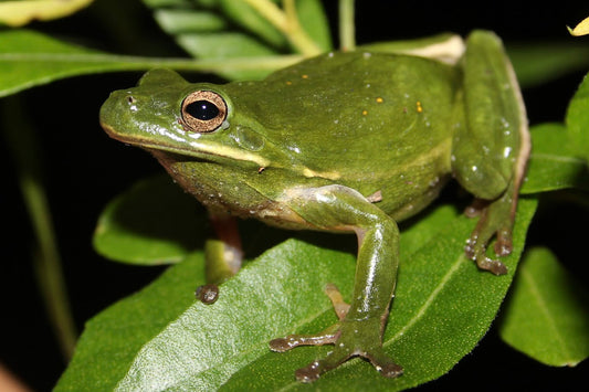 Green Tree Frog (Hyla cinerea) - Robin Exotics 