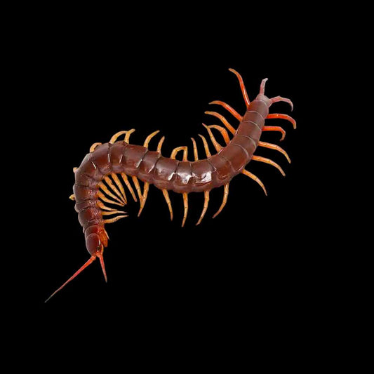 scolopendra dehaani (thai yellow leg centipede) - Robin Exotics 