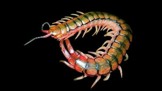 Scolopendra cingulata(Egyptian Rainbow Centipede) - Robin Exotics 